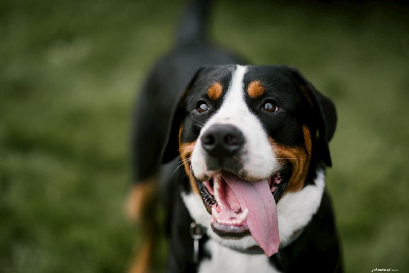 Understanding Coprophagia: Why Dogs Eat Feces and How to Stop It