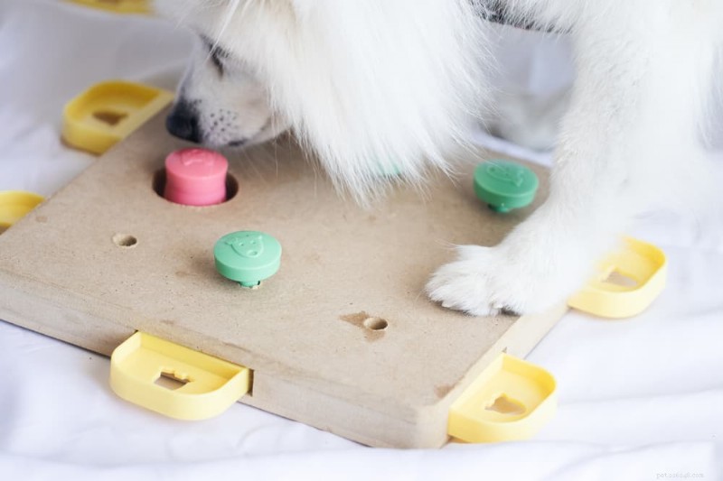 Understanding Coprophagia: Why Dogs Eat Feces and How to Stop It