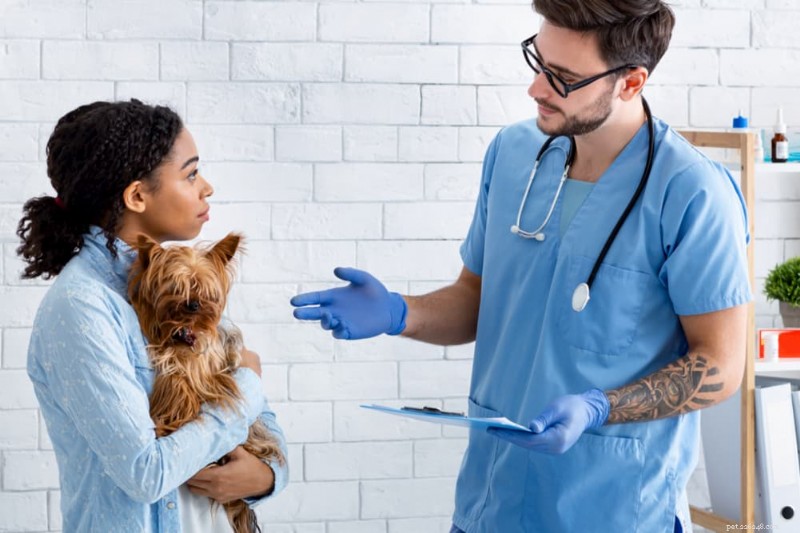 Understanding Coprophagia: Why Dogs Eat Feces and How to Stop It