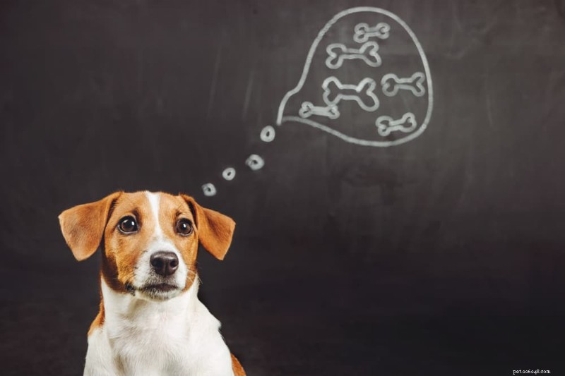 What Dogs Actually Think About: Insights from Canine Cognition Research