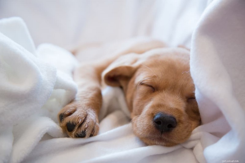 Why Dogs Sleep So Much: Expert Insights on Canine Rest and Health
