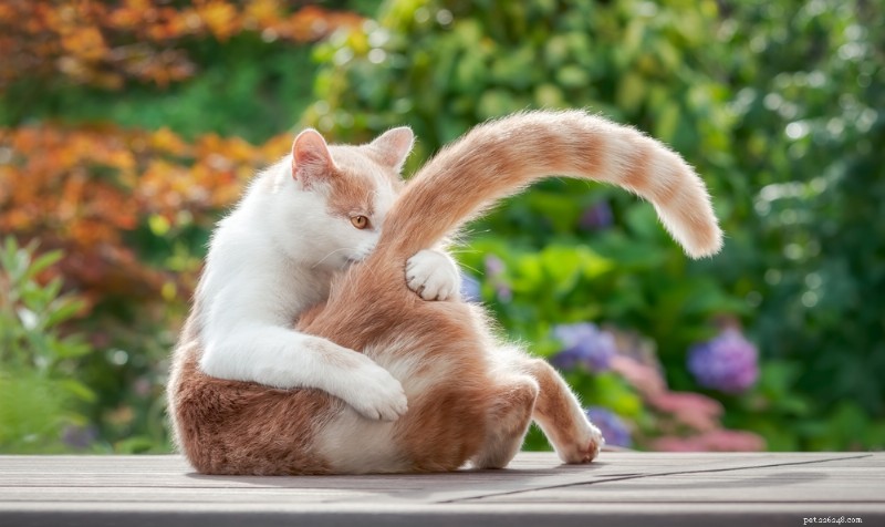 What Drives Cats to Chase Their Tails: Causes, Risks, and Practical Solutions