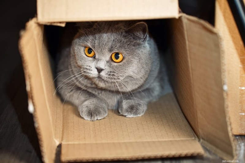 The Science Behind Cats’ Love for Cardboard Boxes
