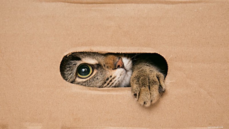 The Science Behind Cats’ Love for Cardboard Boxes