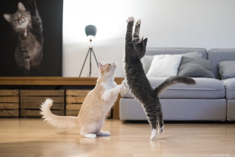How High Can Cats Jump? The Science Behind Their Impressive Leaps