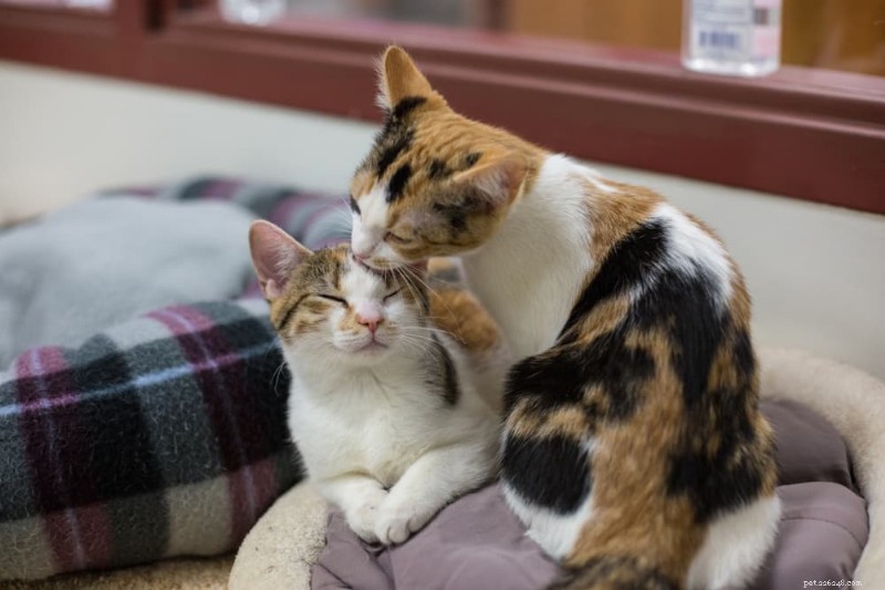 Why Cats Groom Each Other: Hygiene, Bonding, and Health Insights