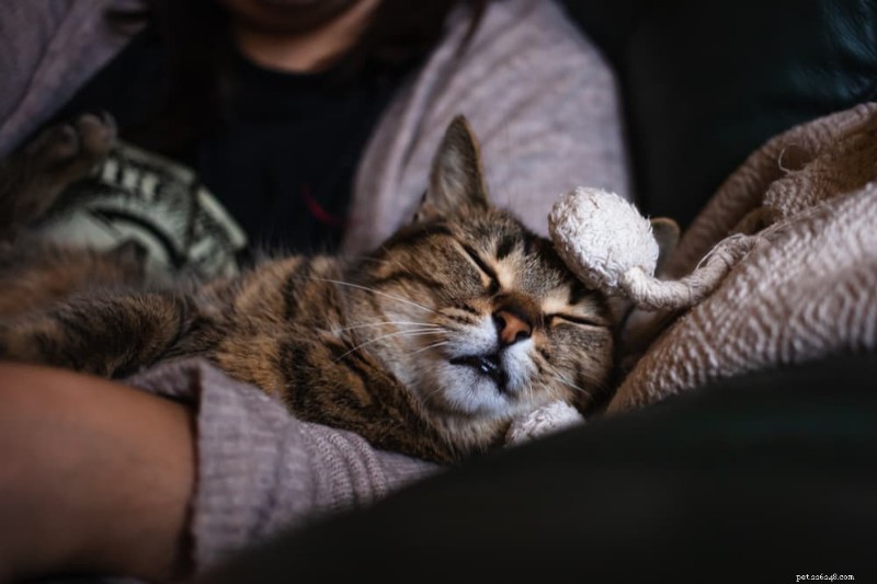 Why Do Cats Sleep on You? The Science Behind Their Cozy Behavior