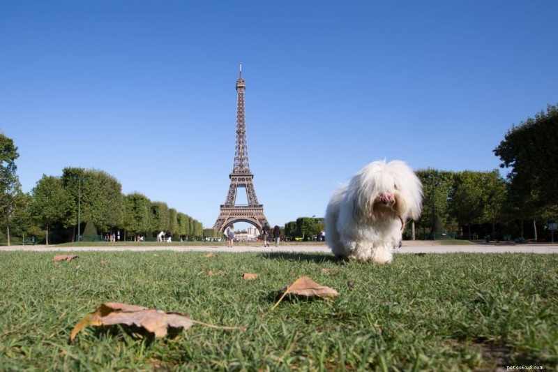 205 Elegant French Dog Names to Charm Your Companion