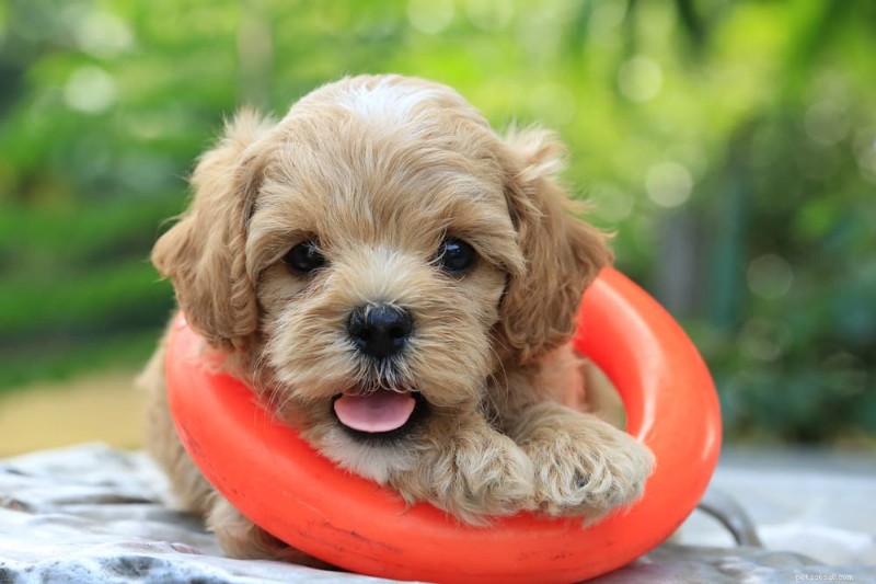 205 Elegant French Dog Names to Charm Your Companion