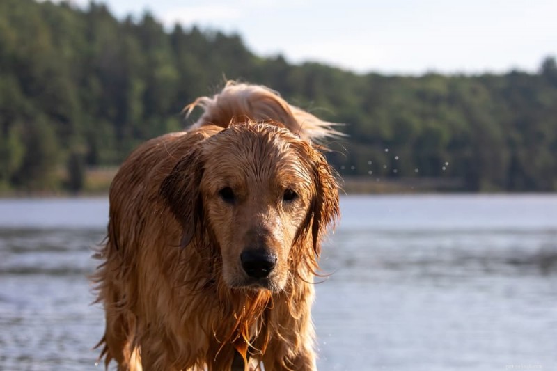132 Authentic Scottish Dog Names: Heritage, History & Inspiration