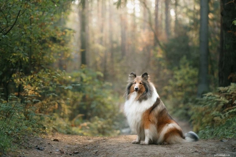 132 Authentic Scottish Dog Names: Heritage, History & Inspiration