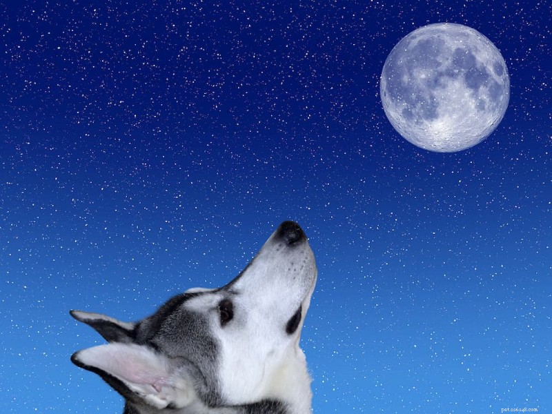 130 Celestial Names for Dogs That Spark Joy