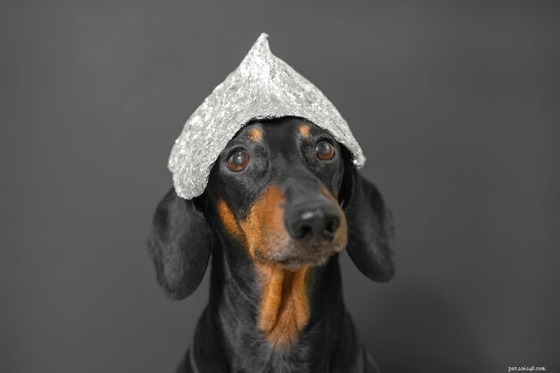 130 Celestial Names for Dogs That Spark Joy