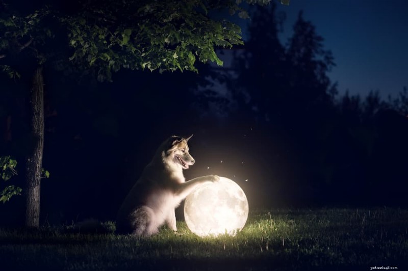 130 Celestial Names for Dogs That Spark Joy