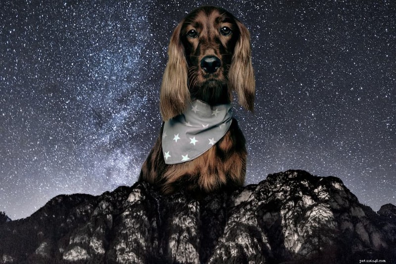 130 Celestial Names for Dogs That Spark Joy