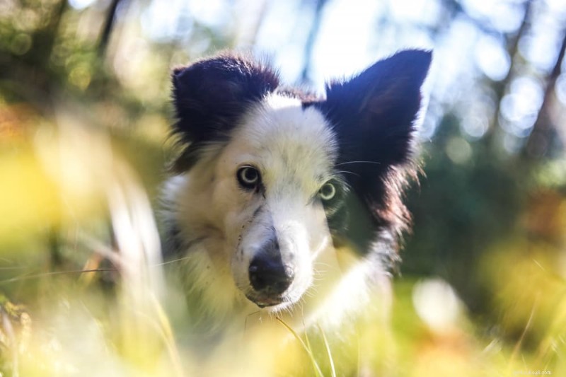 54 Stellar Star Wars Dog Names to Celebrate Your Pet