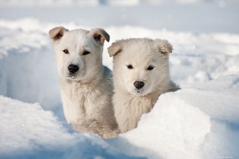 170 Elegant Names for Your Snow‑Coated Dog
