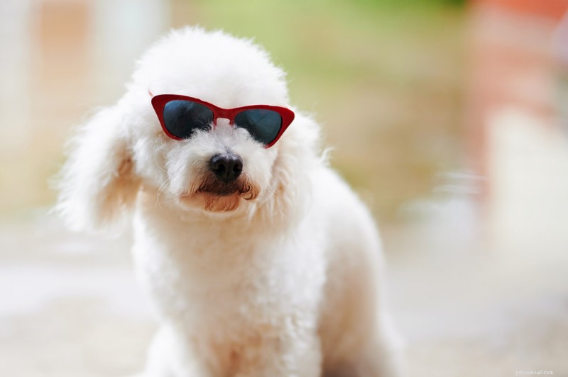 170 Elegant Names for Your Snow‑Coated Dog