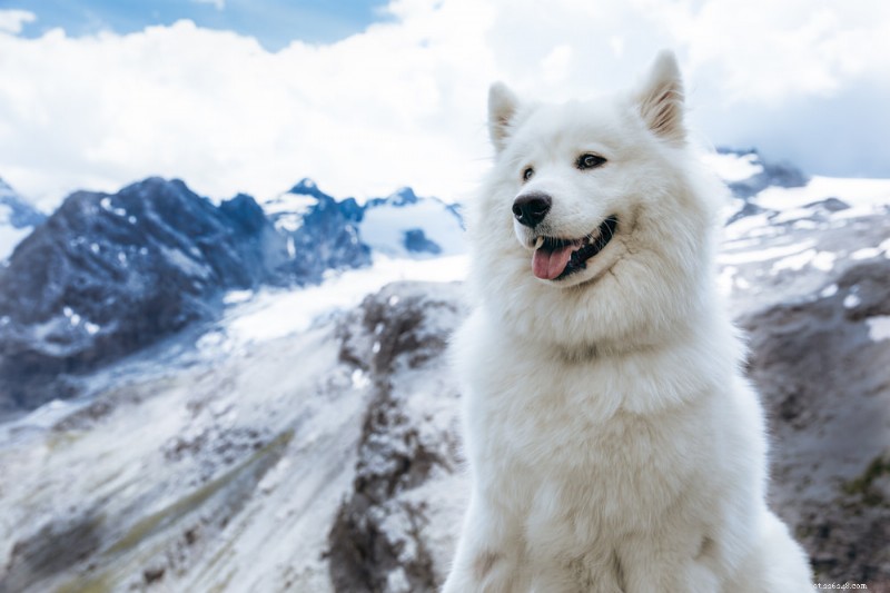 170 Elegant Names for Your Snow‑Coated Dog
