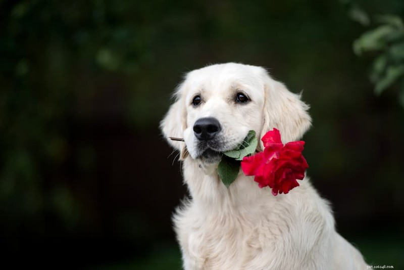 170 Elegant Names for Your Snow‑Coated Dog