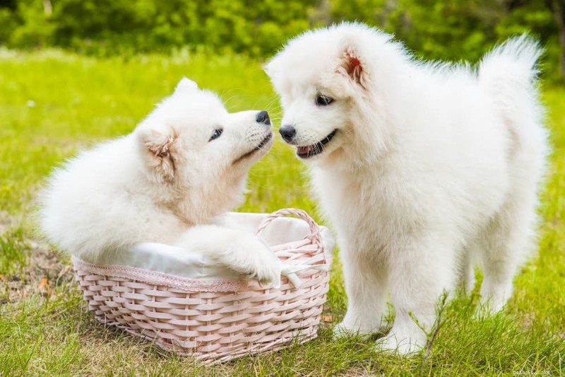 170 Elegant Names for Your Snow‑Coated Dog