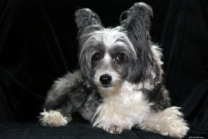 170 Elegant Names for Your Snow‑Coated Dog