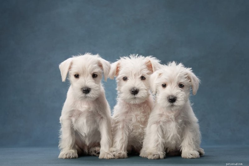 170 Elegant Names for Your Snow‑Coated Dog