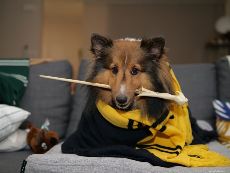 35 Harry Potter‑Inspired Dog Names: A Magical Guide for Your Pup
