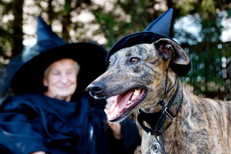35 Harry Potter‑Inspired Dog Names: A Magical Guide for Your Pup