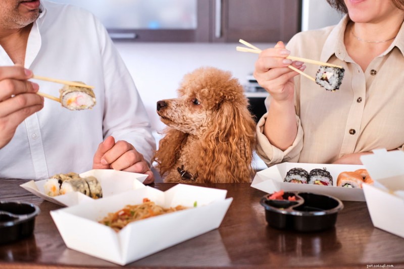 46 Charming Japanese Names for Your Dog: From Classic Culture to Kawaii Inspiration