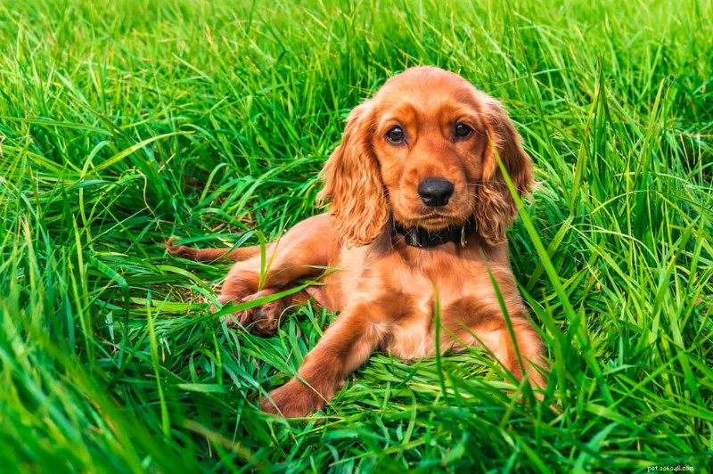 204 Expert-Recommended Red Dog Names for Ginger Pups