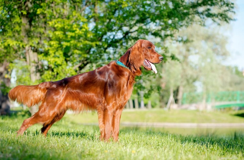 204 Expert-Recommended Red Dog Names for Ginger Pups