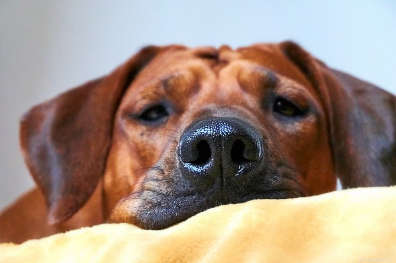 204 Expert-Recommended Red Dog Names for Ginger Pups