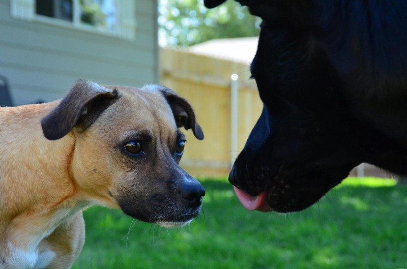 Dog Skin Lumps: Recognizing Urgent Signs and When to Seek Veterinary Care
