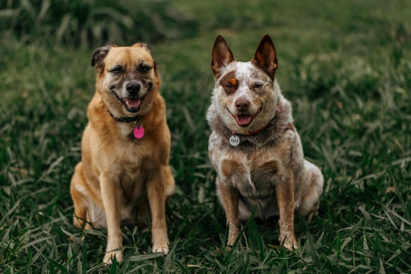 Dog Skin Lumps: Recognizing Urgent Signs and When to Seek Veterinary Care