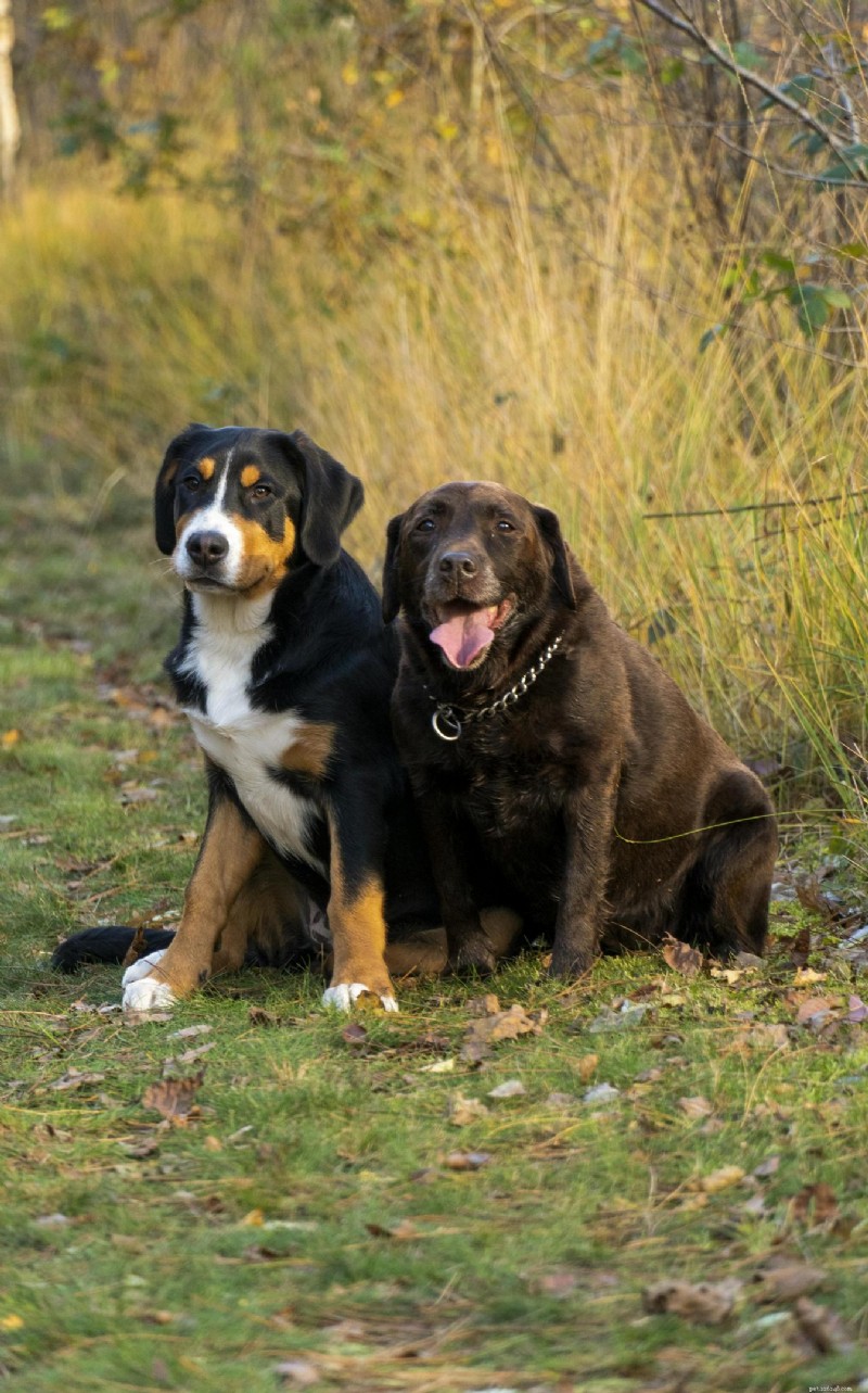 Dog Skin Lumps: Recognizing Urgent Signs and When to Seek Veterinary Care
