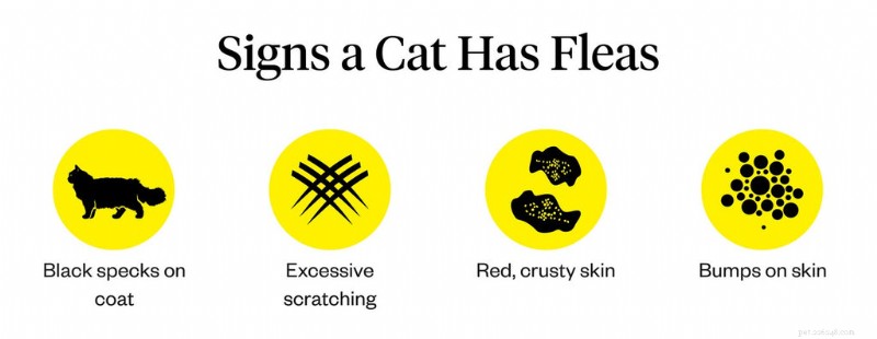 Effective Strategies to Eliminate Fleas from Your Cat