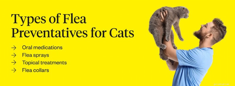 Effective Treatment and Prevention of Cat Flea Bites