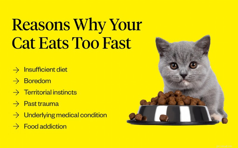 Why Does My Cat Vomit After Eating Too Quickly? Causes & Solutions