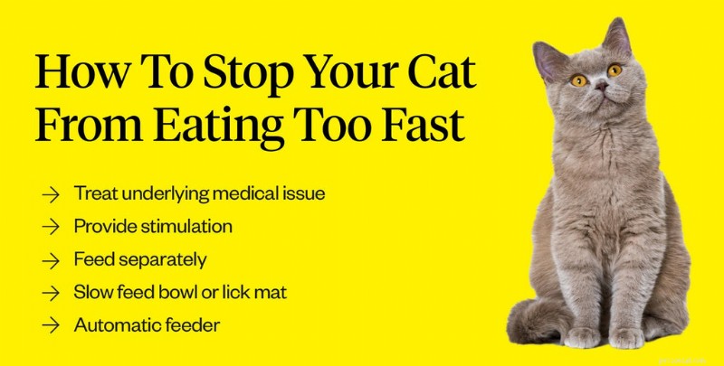 Why Does My Cat Vomit After Eating Too Quickly? Causes & Solutions