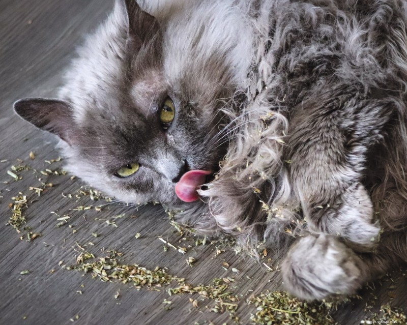 The Complete Guide to Catnip: Uses, Benefits, and Safety for Cats