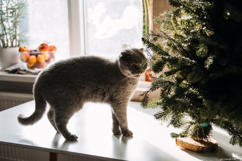 Why Your Cat Deserves Its Own Christmas Tree