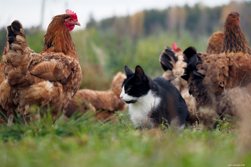 Is Your Cat at Risk for Bird Flu? Protecting Pets from H5N1