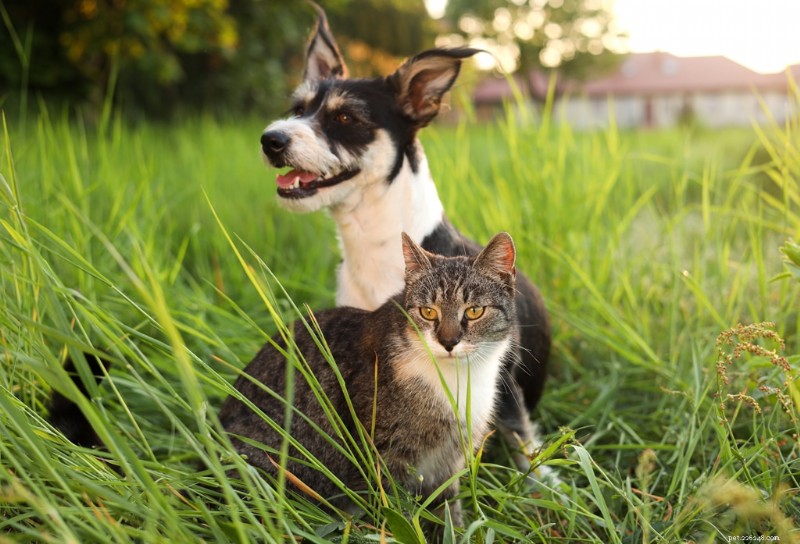 Is Your Cat at Risk for Bird Flu? Protecting Pets from H5N1