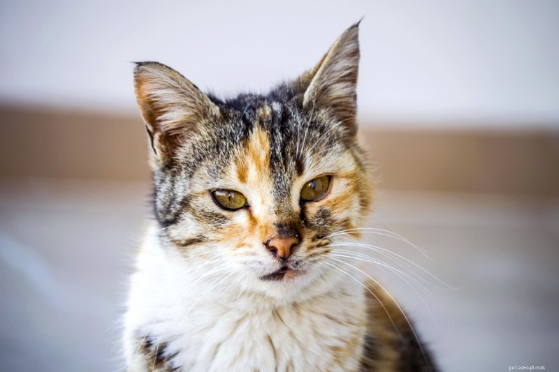 How to Eliminate Cat Urine Odor from Clothes and Bedding