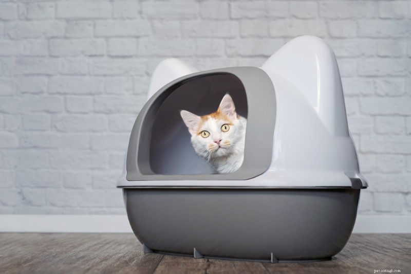 How to Eliminate Cat Urine Odor from Clothes and Bedding