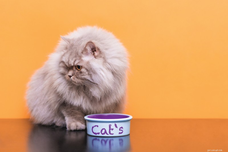 Resolving Common Cat Behavior Issues: 3 Real‑Life Case Studies & Proven Solutions
