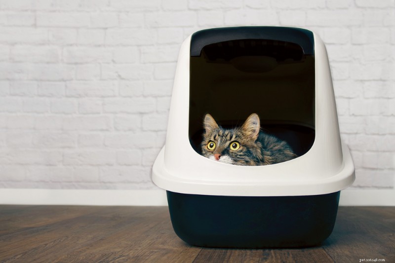 Resolving Common Cat Behavior Issues: 3 Real‑Life Case Studies & Proven Solutions