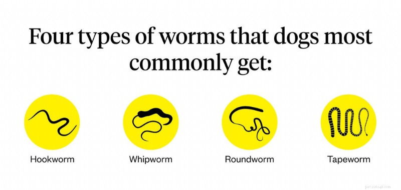 Effective Worm Treatment for Dogs: Diagnosis, Care, and Prevention