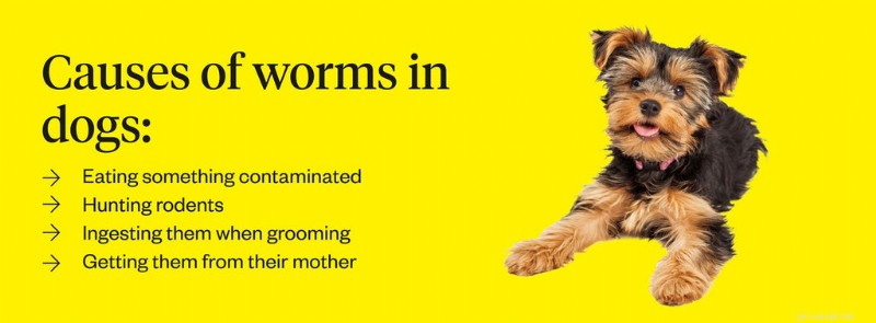 Effective Worm Treatment for Dogs: Diagnosis, Care, and Prevention